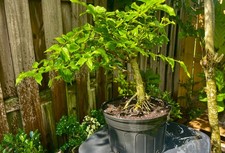 Star jasmine bonsai for sale  Bonita Springs