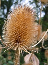Teasel plug plants for sale  SPALDING