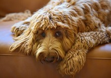 Cute brown labradoodle for sale  SELBY