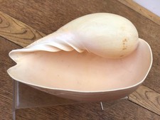 Large melon conch for sale  BLANDFORD FORUM