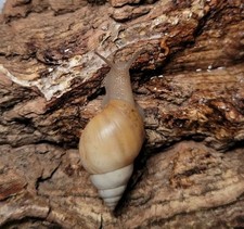 Prairie snail for sale  Minneapolis