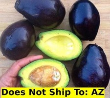 Avocado fruit tree for sale  Miami