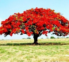 Delonix regia seeds for sale  Livingston
