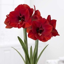 plants house amaryllis for sale plants house amaryllis for sale Leesburg