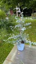 eucalyptus gebraucht kaufen eucalyptus gebraucht kaufen Bad Rappenau