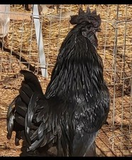 Fertile ayam cemani for sale  Morganton