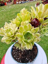 Aeonium green waves for sale  LONDON