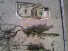 Christmas trees blue for sale  Patton