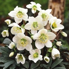 Helleborus niger christmas for sale  KEIGHLEY