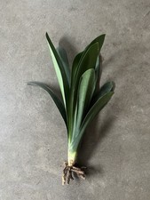 clivia lilies for sale clivia lilies for sale El Monte