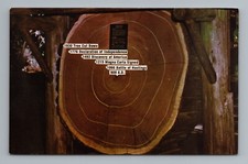 Tree cross section for sale  Apollo Beach