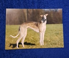galgo gebraucht kaufen galgo gebraucht kaufen Hamburg