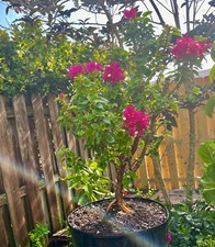Bonsai style pre for sale  Bonita Springs