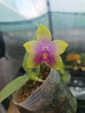 Phalaenopsis miki mok for sale  SHREWSBURY