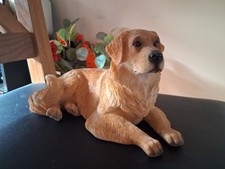 Golden retriever laying for sale  WISBECH