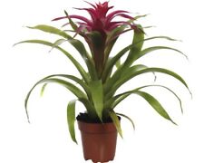 Bromelie floraself guzmania gebraucht kaufen  Deutschland