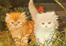 Kitten cats postcard for sale  Celina