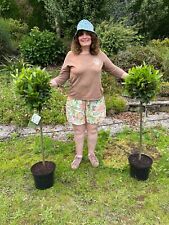 pair of bay trees for sale  MACCLESFIELD