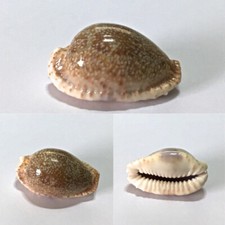 Cypraea erosa rostrata usato  Roma
