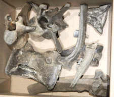Fossil prehistoric equus for sale  Kansas City