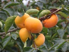 Winterharte kaki schnellwüchs gebraucht kaufen  Kaiserslautern