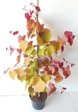 Kanadischer judasbaum cercis gebraucht kaufen  Westerstede