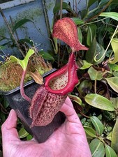 Nepenthes robcantleyi exact for sale  DOLLAR