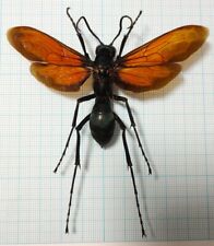 Hymenoptera pepsis heros d'occasion  Expédié en Belgium