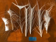 Plumes paon blanc d'occasion  Eaubonne