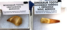allosaurus tooth for sale allosaurus tooth for sale Albuquerque