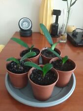 Clivia beautiful healthy for sale  BOURNEMOUTH