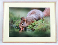 Framed red squirrel for sale  STOWMARKET