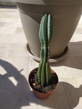 cereus usato cereus usato San Filippo del Mela