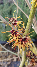 Hamamelis intermedia orange d'occasion  Mont-près-Chambord