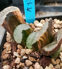 Haworthia truncata okusai usato  Porto Cesareo