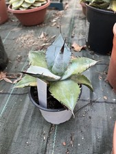 Agave titanota white usato  Serravalle Pistoiese