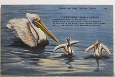 Cartão postal Florida FL mãe bebê pelicanos antigo vintage cartão vista lembrança padrão comprar usado  Enviando para Brazil