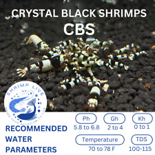 Shrimplive crystal black for sale  Walnut Creek