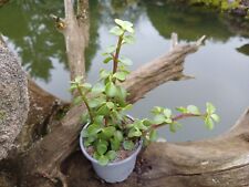 Portulacaria afra topf gebraucht kaufen  Röttenbach b Erlangen