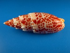 Mitra papalis great for sale  Kapolei