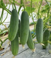 Cucumber seeds marketer for sale  Buffalo