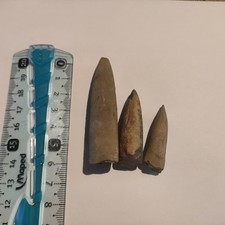 Fossiles rostres belemnite d'occasion  Vézelise