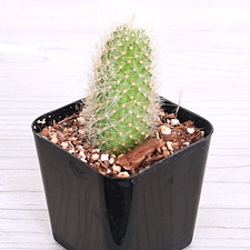 Cactus plant monkey for sale  San Jose