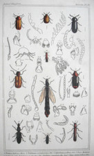 Wood borer beetle for sale  OSWESTRY