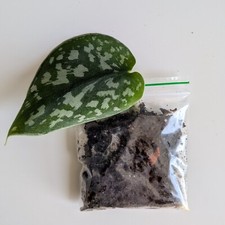 Rare satin pothos for sale  UK