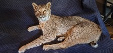 Bobcat mount for sale  Camby