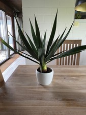 Yucca filamentosa winterharte gebraucht kaufen  Reinheim