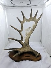 Monte baker moose for sale  Las Vegas