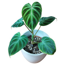 Philodendron verrucosum gebraucht kaufen  Suhl