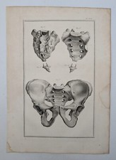 Bassin anatomie ostéologie d'occasion  Paris IX